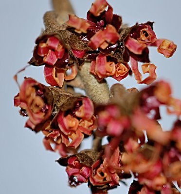 Hamamelis x intermedia - vilín prostřední - detail květenství - zavinuté korunní lístky